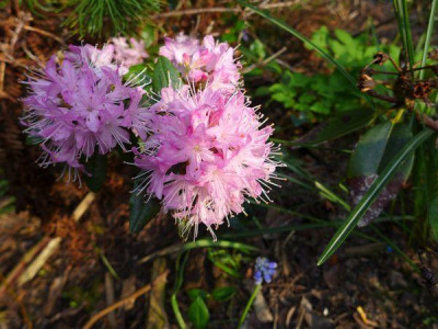 Rhododendron_racemosum_fars_2013.jpg