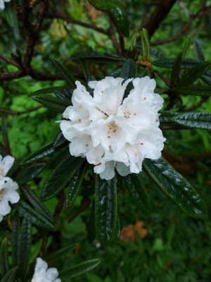 Rhododendron_roxieanum_var._oreonastes_fars_2013.jpg