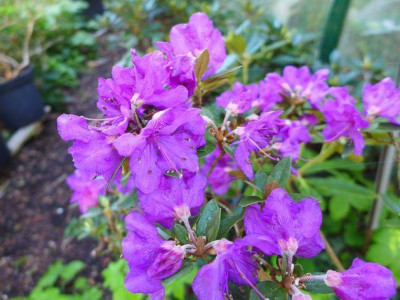 Rhododendron_saluenense_fars_2013.jpg