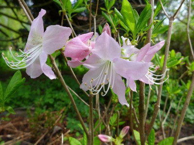 Rhododendron_schlippenbachii_fars_2013.jpg