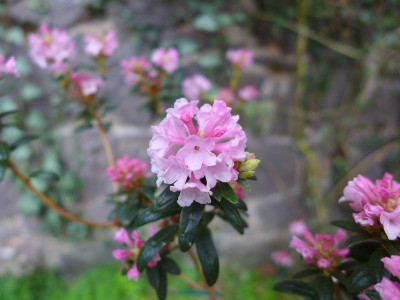 Rhododendron_trichostomum_var._ledoides_fars_2013.jpg