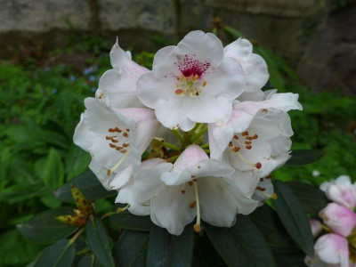 Rhododendron_pachysanthum_2_fars_2013.jpg