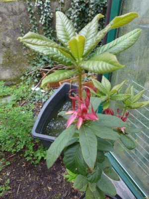 Rhododendron_barbatum_1_fars_2013.jpg