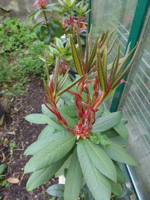 Rhododendron_barbatum_fake_fars_2013.jpg