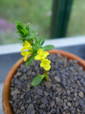 Daphne_calcicola_fars_2013.jpg