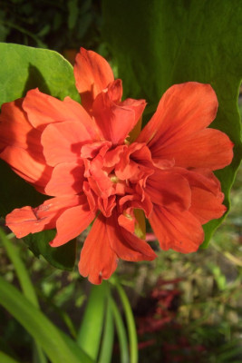 Tropaeolum_majus_Hermine_Grashoff.jpg