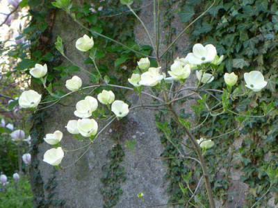 Cornus_Eddies_White_Wonder_fars_2013.jpg