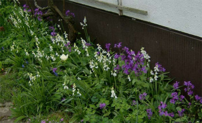 Garagenbeet-020513.jpg