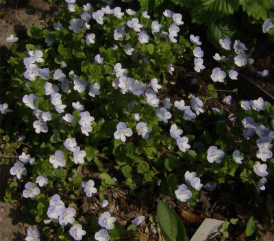veronica-filiformis-050513.jpg