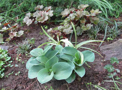 GP_Hosta_Blue_Mouse_Ears_2013-05-07.jpg