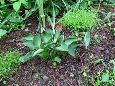 GP_Hosta_Green_Mouse_Ears_2013-05-07.jpg