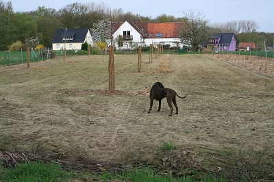 Streuobstwiese_sehr_verkl.II.jpg