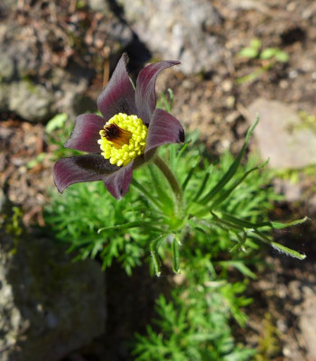 Pulsatilla_fars_2013.jpg