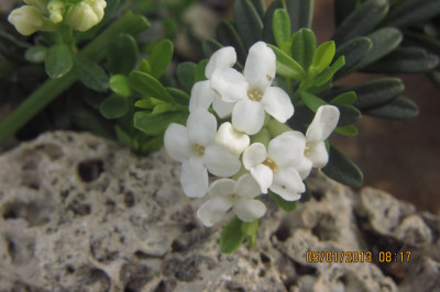 Daphne_cneorum_x_pygmaea_alba_2.jpg
