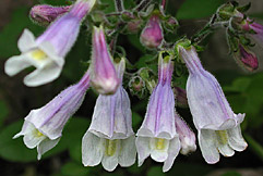 penstemon.jpg
