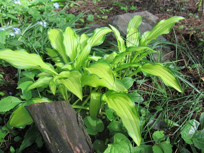 GP_Hosta_Kabitan_2013-05-07.jpg