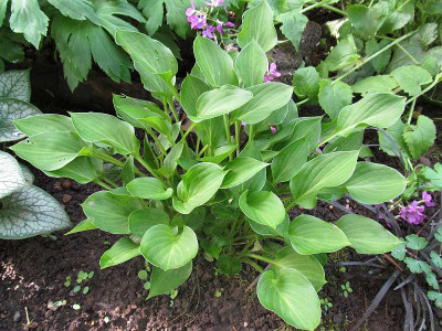 GP_Hosta_Teaspoon_2013-05-07.jpg