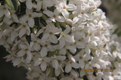 Daphne_burkwoodii_variegata_Astrid.jpg
