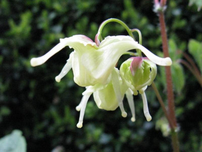Epimedium_Koreanum_1024x768.jpg