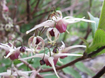 Epimedium_Domino_1024x768.jpg