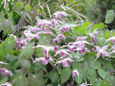 Epimedium_Jenny_Wren_1024x768.jpg