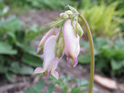 Dicentra_Samling_Elegant_1024x768.jpg