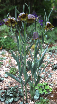 IMG_1892_eFritillaria_pyrenaicum_Ebbie.JPG