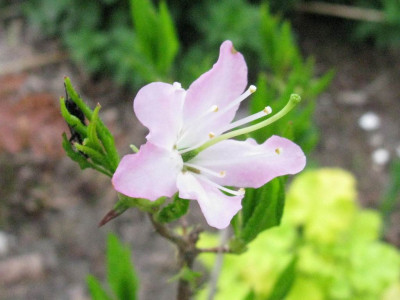 Rhododendron_vaseyi_1024x768.jpg