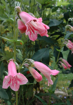 1penstemon.jpg