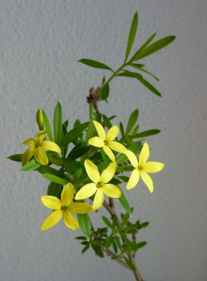 Daphne_modesta_fars_2013.jpg