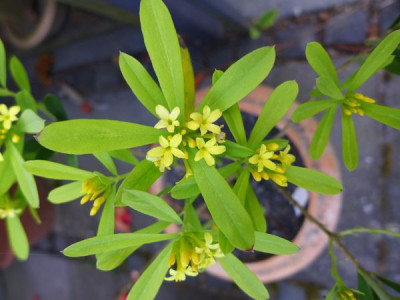 Daphne_gemmata_fars_2013.jpg