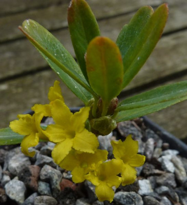 Daphne_rosmarinifolia_fars_2013.jpg