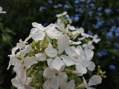 lunaria-annua_20130505_zg.jpg