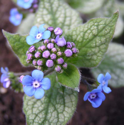 brunnera_macrophylla_jack_frost.jpg
