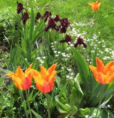 Iris_und_tulpe_130508.jpg