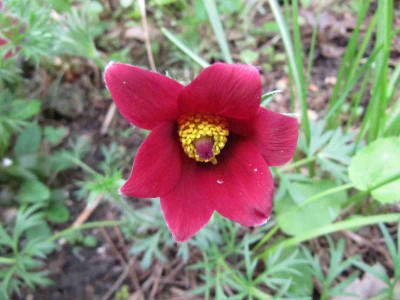 Pulsatilla_vulgaris_rot_130508.jpg