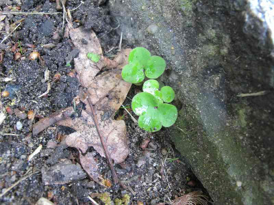 kleiner_Held_8.5.13_ue.jpg