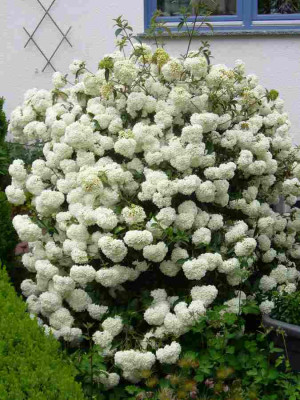 Viburnum-Eskimo.13-1.jpg