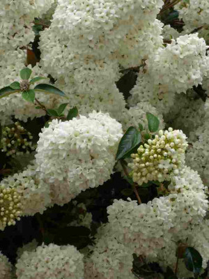 Viburnum-Eskimo.13-2.jpg