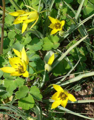 Tulipa_orphanidea_flava.13-1.jpg