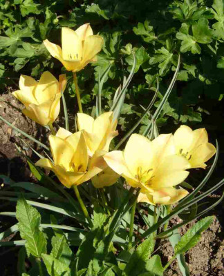 Tulpe_Bright_Gem.13-1a.jpg