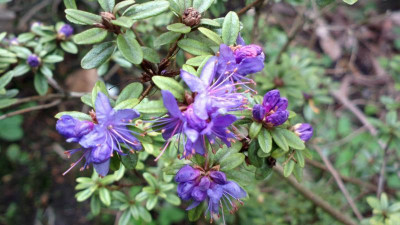 2013-05-07-0669R._polycladum.jpg