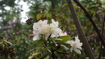 2013-05-07-0670R.racemosum_Apricot_Beauty.jpg