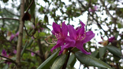 2013-05-07-0674R.concinnum_C.5085.jpg