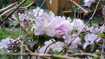 2013-05-07-0693R._oreotrephes_Timeteum.jpg