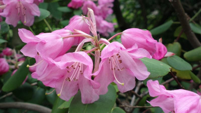 2013-05-07-0720R.orbiculare.jpg