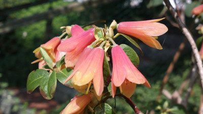 2013-05-08-0742R._cinnabarinum_ssp._xanthocodon_Concatenans.jpg