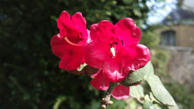 2013-05-08-0744R.thomsonii_CHM2020.jpg