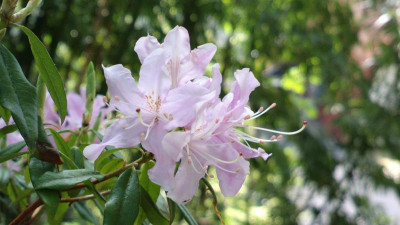 2013-05-08-0758R.yunnanense_chartophyllum.jpg