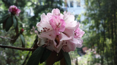 2013-05-08-0763R.arboreum_ssp.cinnamomeum_var._roseum_Bu_186_Tragshindola_3070m.jpg